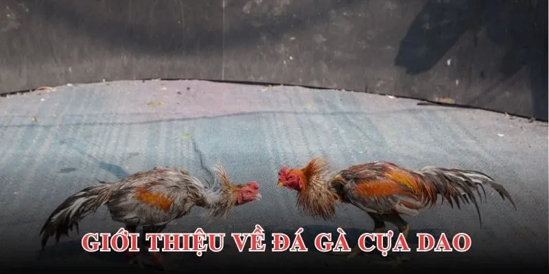 Tin tức khái quát chung về chuyên mục đá gà cựa dao tại PG88