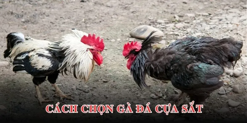 Bật mí chiến lược tham gia cá cược đá gà hiệu quả cho newbie